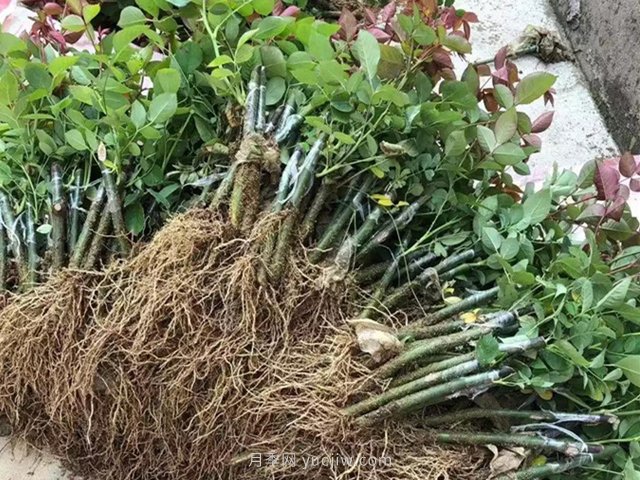 一个适合懒人的月季扦插方法(图1)