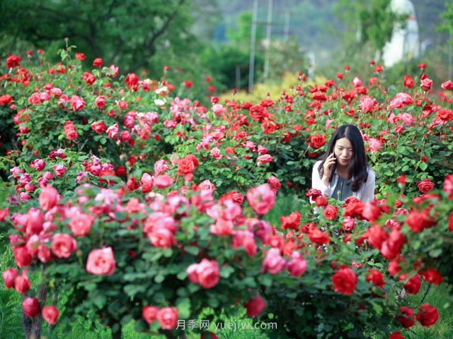 月季为什么叫月季？常见的花花草草名字是这样来的(图1)