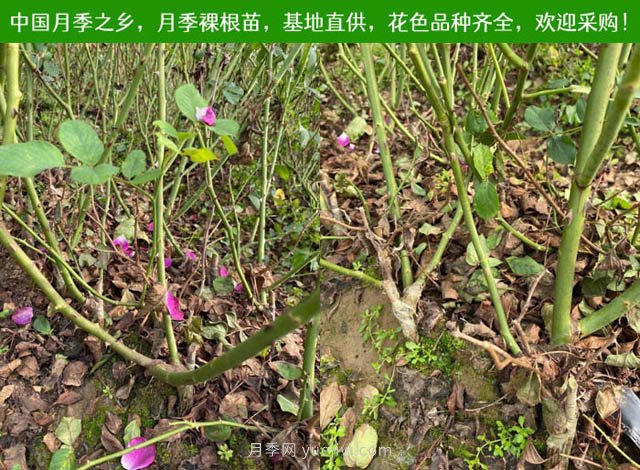 春夏秋冬月季种植指南，月季什么时候种植**对比(图2)