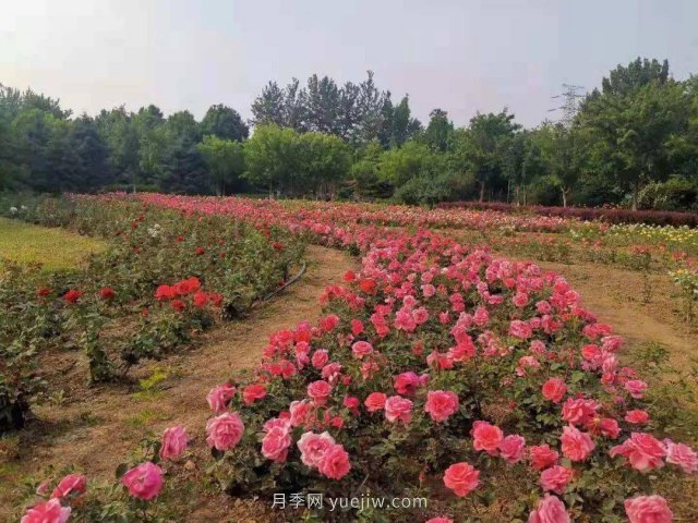 北京南海子公园近8万株月季花美丽盛开(图2)