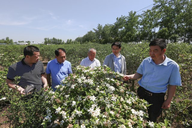 唐河唐栀子，地标农产品成农民增收致富的朝阳产业(图1)