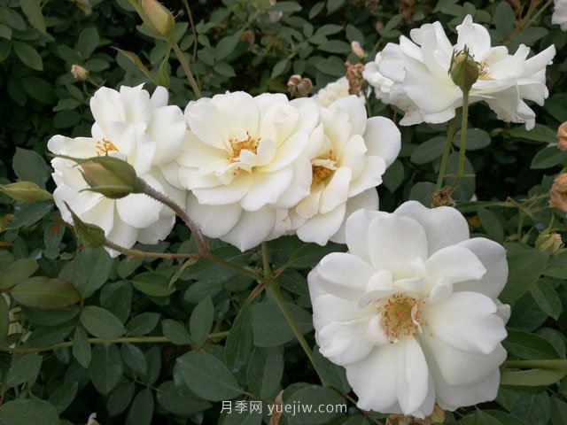 推荐9大白色系月季品种，纯净洁白的花花世界(图6)