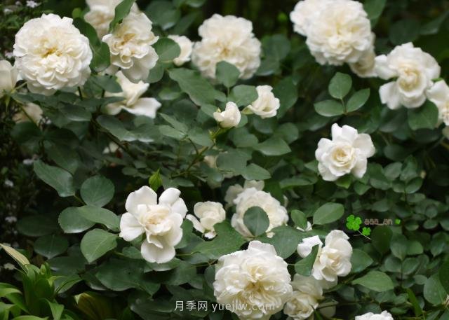 推荐9大白色系月季品种，纯净洁白的花花世界(图8)