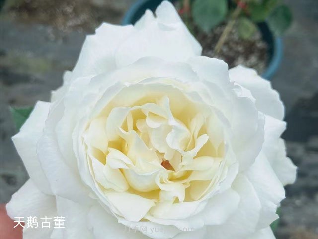 推荐9大白色系月季品种，纯净洁白的花花世界(图7)
