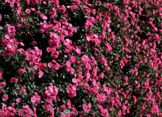 中国原产地，月季花伟大而平凡(图1)