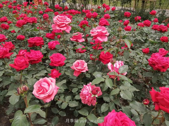 短文学：描写月季花的优美句子(图1)