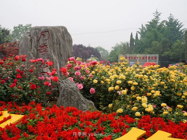 赏郑州月季公园，相看谁有此花香(图3)