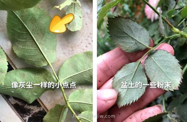 红蜘蛛，夏季月季头号害虫，有一整套防治方法(图2)