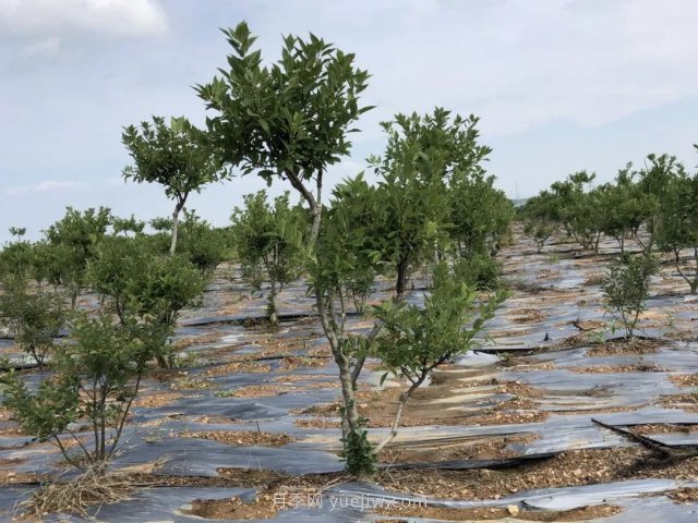 临沂莒南北美冬青苗圃基地，可以做出上亿产值(图1)