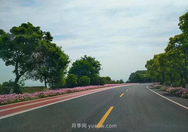 2021年城乡道路绿化主要选用这些苗木(图3)