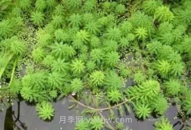 城市河道治理中常用的浮水植物(图2)