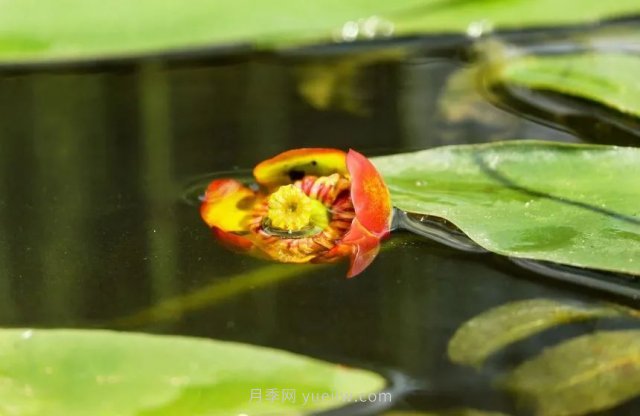 城市河道治理中常用的浮叶植物(图2)