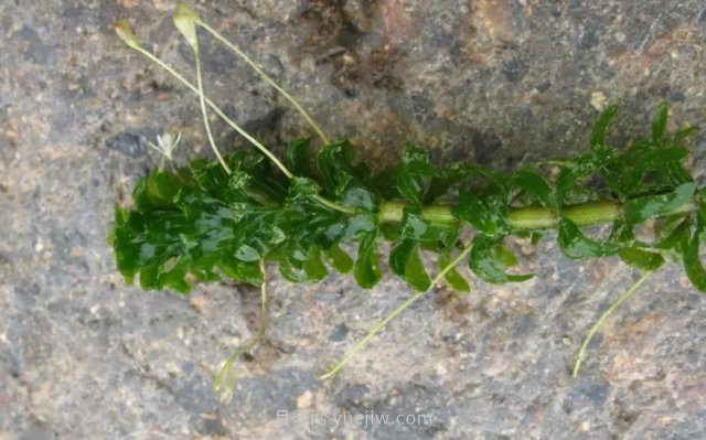 城市河道治理中常用的沉水植物(图1)