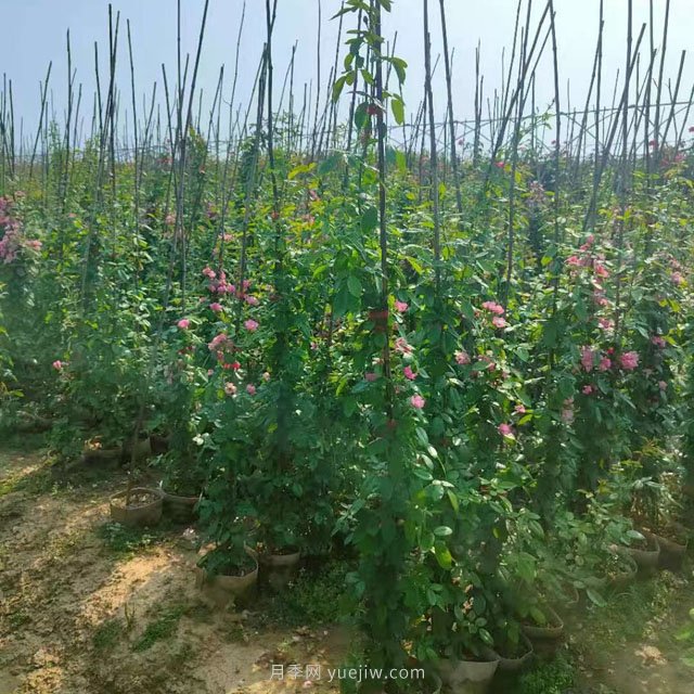 南阳藤本月季基地大量出售，品种花色多(图1)