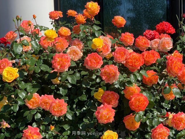 从植物景观应用来看花木苗圃基地的生产(图1)