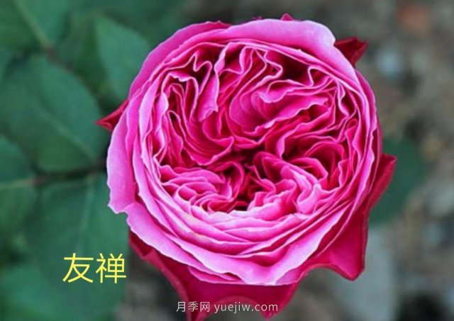 花型漂亮，8个友禅系列月季推荐(图1)