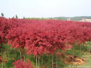 美国红枫的扦插条件及环境要求