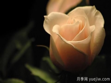 怎么看张爱玲的《红玫瑰与白玫瑰》？