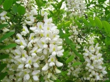 槐花是国槐开的花吗？能不能吃？