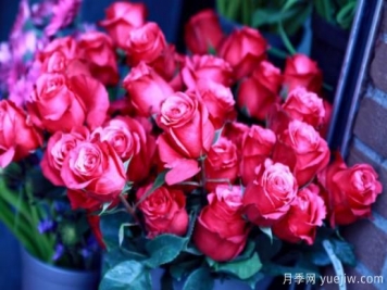 5种花卉代表的寓意及花语