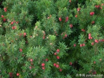 红豆杉的扦插繁殖和播种繁殖，病虫防治