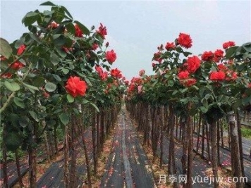 月季树烂根，怎么治？