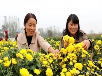 农民种植菊花，既能欣赏也能致富发家
