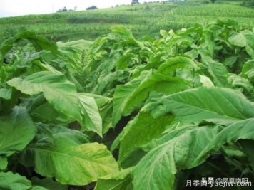 方城柳河：推进烟叶种植，致力乡村发展