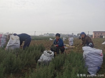 平顶山汝州：种植迷迭香 香飘致富路