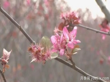 菏泽成武：千亩海棠反季节开花，逆袭深秋成一景