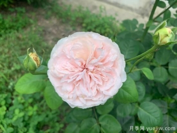 让你心态平和的花花世界