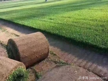 冬天想要绿草如茵，可以试试这几种草坪