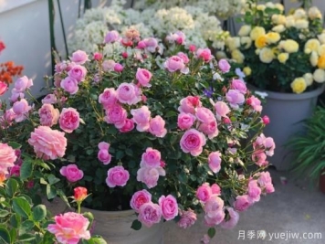 入秋养月季推荐5个品种，耐热耐寒抗性强开花美