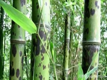 竹种常见病害防治措施