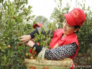 光山油茶果：从种得好到卖得好，怎么做到的