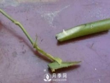 月季花就要这么嫁接 能给你家种满花