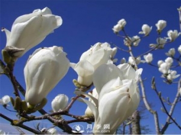 南阳白玉兰的养护注意事项介绍