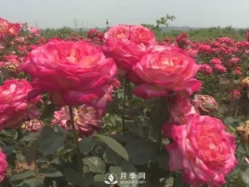 洛阳孟津县：以月季花为媒铺就扶贫路