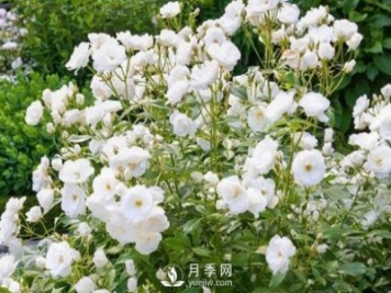 为何丰花月季深受工程采购的青睐？