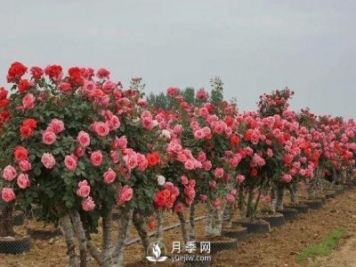 老桩月季花发芽后怎样移栽