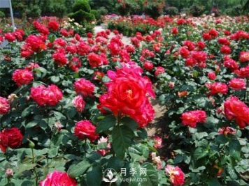 农民投资月季种植，致富前景怎么样？