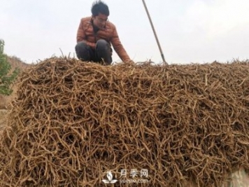 收购加工中药材一年纯利润100多万元，比种药材要强多了