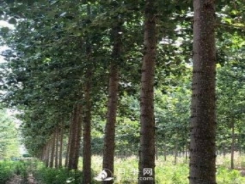 河南周口：培育出不飞絮的杨树新品种