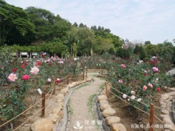 广州“五彩缤纷”的月季花园，开满全园，游客赞道太美了
