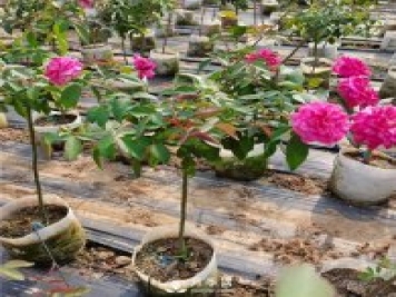 盆栽月季树种植过程中可能涉及到的问题有哪些呢？