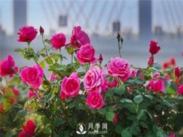 南阳月季产业发展的现状是什么？上海龙凤419告诉你
