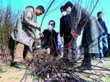 金华新春首个交易日 花木市场采购忙