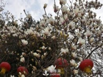 吉安市珍贵花木为春节增色添香