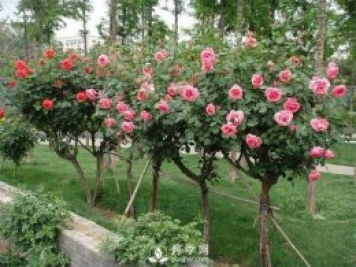 来了解一下南阳月季树的成长史