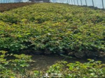 各类盆栽月季上市，南阳杯苗基地全国批发中